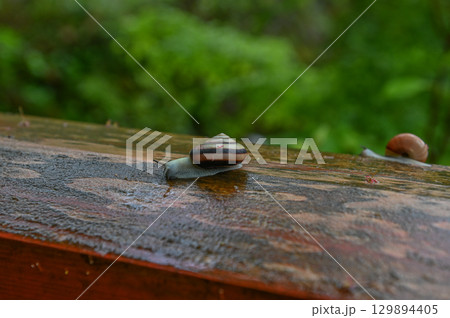 雨上がりに佇む5月のカタツムリ 129894405