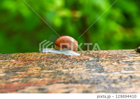 雨上がりに佇む5月のカタツムリ 129894410