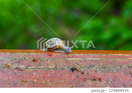 雨上がりに佇む5月のカタツムリ 129894414