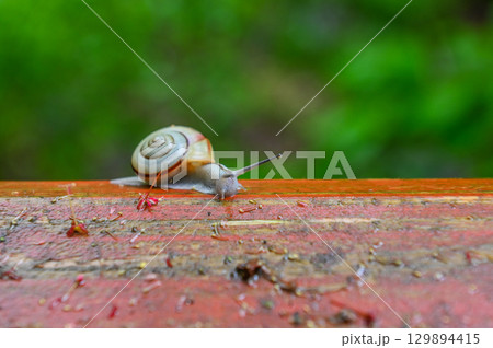 雨上がりに佇む5月のカタツムリ 129894415