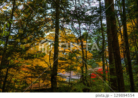 【秋素材】紅葉シーズンの霧に包まれた軽井沢の風景【長野県】 【秋素材】紅葉シーズンの霧に包まれた軽井沢の風景【長野県】 129894554
