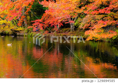 【紅葉素材】曇りの日の柔らかな光の下の雲場池の紅葉【長野県】 【紅葉素材】曇りの日の柔らかな光の下の雲場池の紅葉【長野県】 129894585