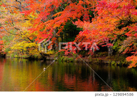 【紅葉素材】曇りの日の柔らかな光の下の雲場池の紅葉【長野県】 129894586