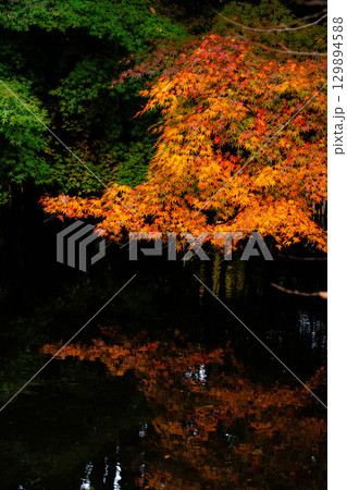 【紅葉素材】曇りの日の柔らかな光の下の雲場池の紅葉【長野県】 129894588