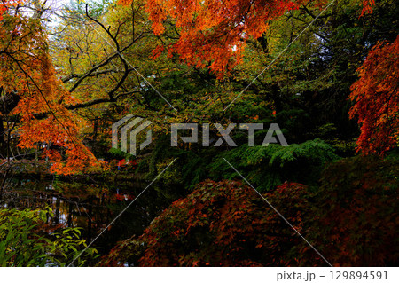 【紅葉素材】曇りの日の柔らかな光の下の雲場池の紅葉【長野県】 129894591