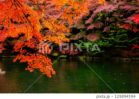 【紅葉素材】曇りの日の柔らかな光の下の雲場池の紅葉【長野県】 【紅葉素材】曇りの日の柔らかな光の下の雲場池の紅葉【長野県】 129894594