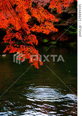 【紅葉素材】曇りの日の柔らかな光の下の雲場池の紅葉【長野県】 129894595