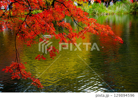 【紅葉素材】曇りの日の柔らかな光の下の雲場池の紅葉【長野県】 【紅葉素材】曇りの日の柔らかな光の下の雲場池の紅葉【長野県】 129894596