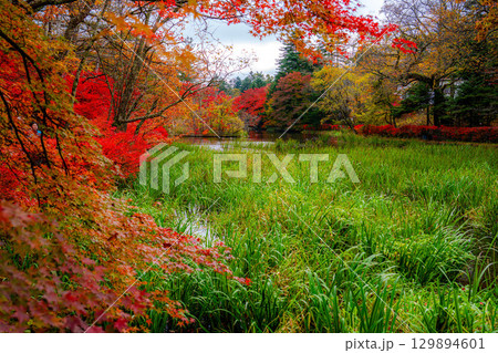 【紅葉素材】曇りの日の柔らかな光の下の雲場池の紅葉【長野県】 129894601