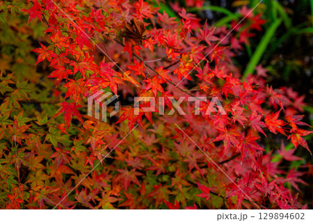 【紅葉素材】曇りの日の柔らかな光の下の雲場池の紅葉【長野県】 129894602