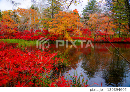 【紅葉素材】曇りの日の柔らかな光の下の雲場池の紅葉【長野県】 129894605