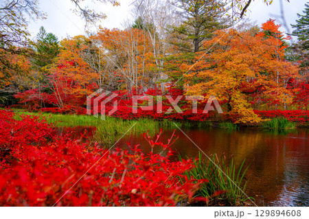 【紅葉素材】曇りの日の柔らかな光の下の雲場池の紅葉【長野県】 【紅葉素材】曇りの日の柔らかな光の下の雲場池の紅葉【長野県】 129894608