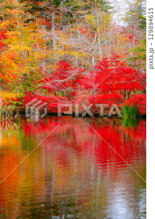 【紅葉素材】曇りの日の柔らかな光の下の雲場池の紅葉【長野県】 129894615