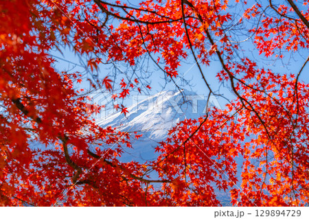 【富士山素材】秋の河口湖から見る冠雪した富士山と紅葉【山梨県】 129894729