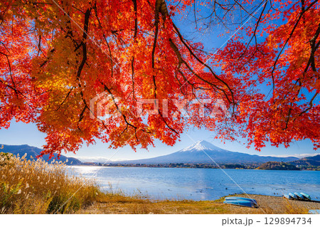 【富士山素材】秋の河口湖から見る冠雪した富士山と紅葉【山梨県】 【富士山素材】秋の河口湖から見る冠雪した富士山と紅葉【山梨県】 129894734