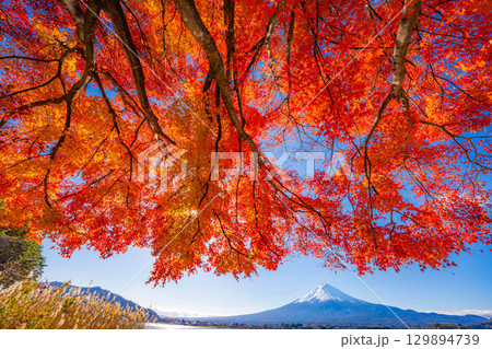 【富士山素材】秋の河口湖から見る冠雪した富士山と紅葉【山梨県】 129894739