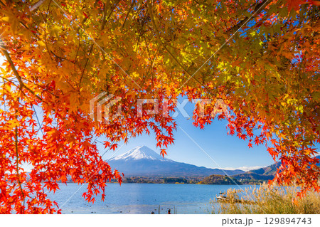 【富士山素材】秋の河口湖から見る冠雪した富士山と紅葉【山梨県】 129894743