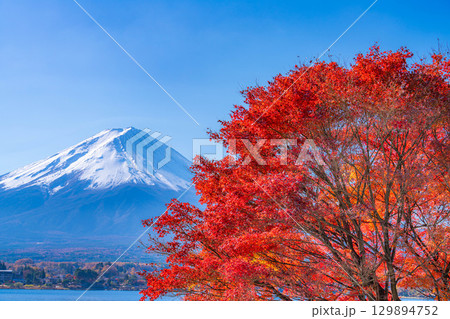 【富士山素材】秋の河口湖から見る冠雪した富士山と紅葉【山梨県】 129894752