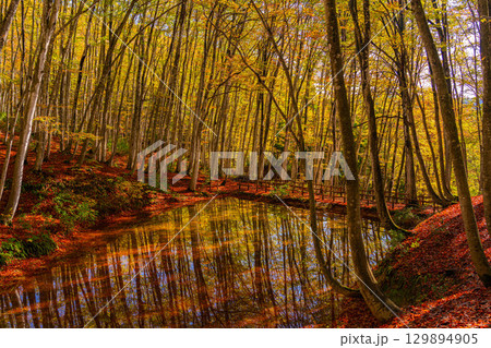 【森林素材】秋の美人林・紅葉したブナの森【新潟県】 129894905