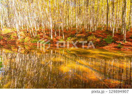 【森林素材】秋の美人林・紅葉したブナの森【新潟県】 129894907