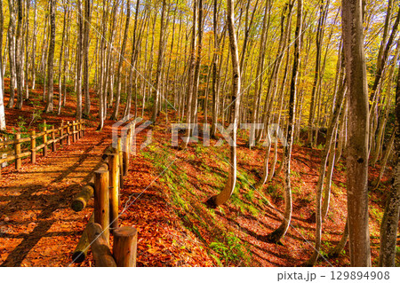 【森林素材】秋の美人林・紅葉したブナの森【新潟県】 【森林素材】秋の美人林・紅葉したブナの森【新潟県】 129894908