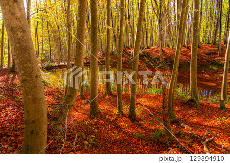 【森林素材】秋の美人林・紅葉したブナの森【新潟県】 129894910