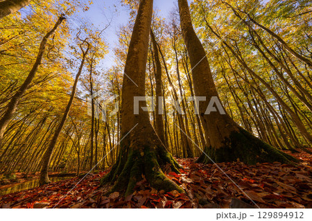 【森林素材】秋の美人林・紅葉したブナの森【新潟県】 129894912