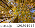 【森林素材】秋の美人林・紅葉したブナの森【新潟県】 129894915