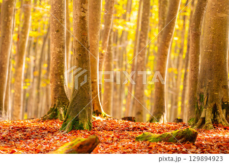 【森林素材】秋の美人林・紅葉したブナの森【新潟県】 129894923