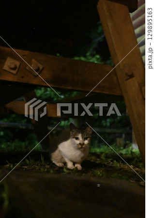 ベンチで休む猫 ベンチで休む猫 129895163