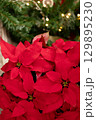 ポインセチアの赤い花 129895230