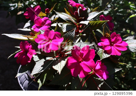 鮮やかな花サンパチェンス 鮮やかな花サンパチェンス 129895396
