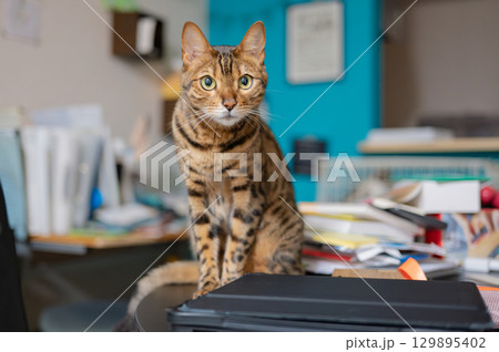 テーブルの上に座る猫 テーブルの上に座る猫 129895402
