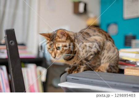 テーブルの上に座る猫 129895403