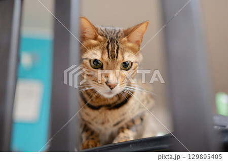 テーブルの上に座る猫 テーブルの上に座る猫 129895405