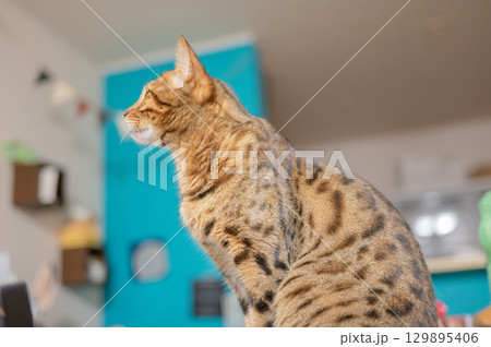 テーブルの上に座る猫 テーブルの上に座る猫 129895406