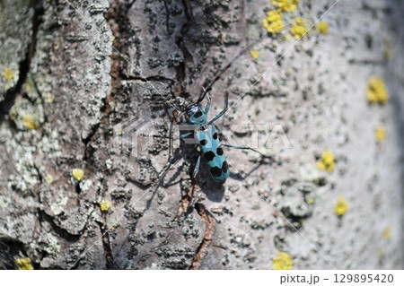 ルリボシカミキリ 129895420