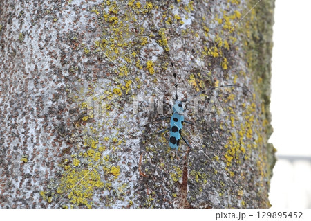 ルリボシカミキリ 129895452