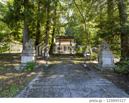木漏れ日が射し込む美山かやぶきの里の知井八幡神社 129895527