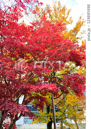 越後湯沢温泉街 モミジの紅葉 ロープウェイ乗場付近 越後湯沢温泉街 モミジの紅葉 ロープウェイ乗場付近 129895898