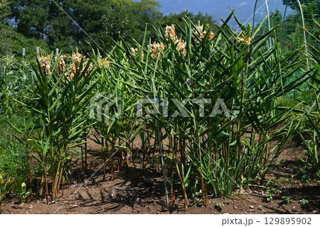 肉色縮砂（ニクイロシュクシャ）の花・ジンジャーリリー 129895902