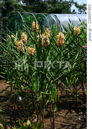 肉色縮砂(ニクイロシュクシャ)の花・ジンジャーリリー 肉色縮砂(ニクイロシュクシャ)の花・ジンジャーリリー 129895903