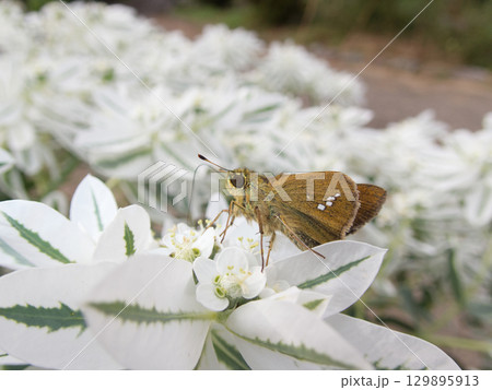 ハツユキソウの花の蜜を吸うイチモンジセセリ ハツユキソウの花の蜜を吸うイチモンジセセリ 129895913