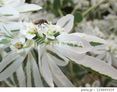 ハツユキソウの花の蜜を吸うツマグロキンバエ ハツユキソウの花の蜜を吸うツマグロキンバエ 129895914