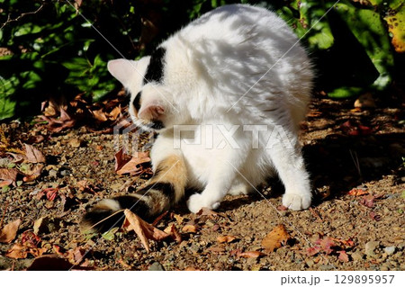 毛づくろいするミケねこ 秋の陽ざしの中で 毛づくろいするミケねこ 秋の陽ざしの中で 129895957