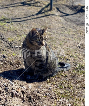 Striped tabby cat sitting outdoors on sunny day 129896026