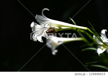 テッポウユリ・鉄砲百合・日本固有種・季節の花の背景素材 129896033