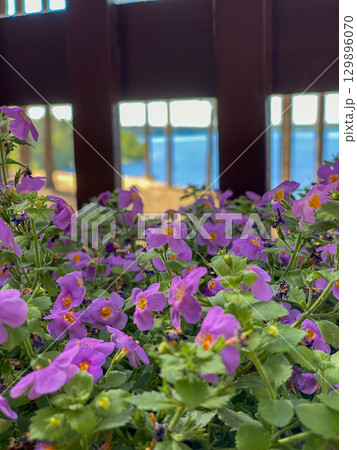 Beautiful purple flowers in garden with blurred wooden fence 129896070