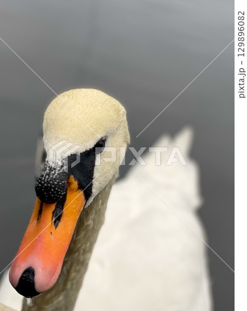 Close-up portrait of white swan with orange beak 129896082