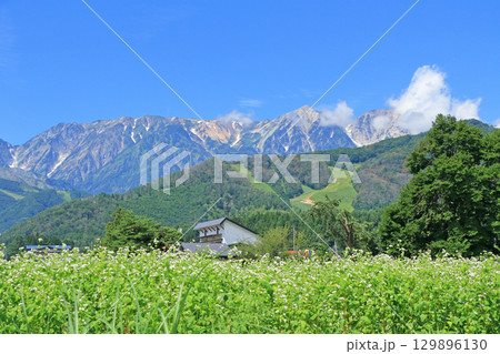 ソバの花咲く夏の白馬山麓 ソバの花咲く夏の白馬山麓 129896130
